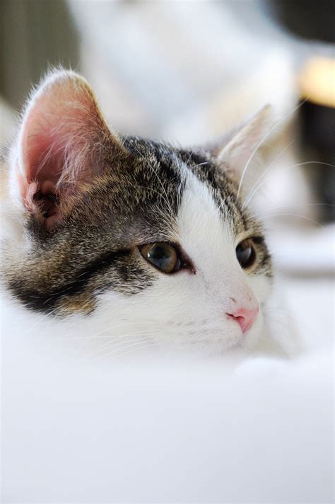 Cat Feline Domesticated Free Photo On Pixabay Pixabay