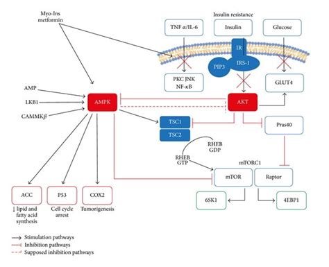 Negative Regulation Exerted By Insulin Sensitizing On The Molecular