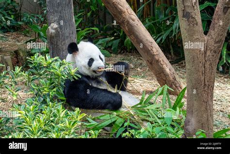 A Panda Chewing Leaves In Singapore Zoo Stock Photo Alamy