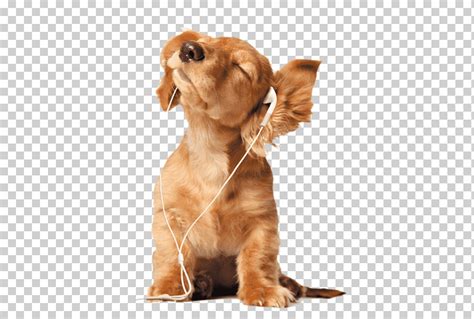 Escuchar Musica Perro Perro Animal Auriculares Png Klipartz