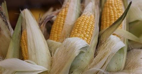 Asam urat merupakan salah satu penyakit yang umum di derita masyarakat tanah air. Manfaat Rambut Jagung Untuk Diabetes, Ginjal, Hipertensi ...