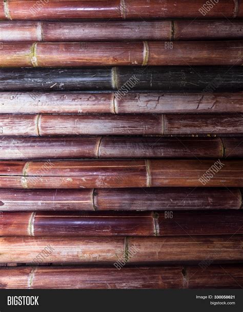 Bamboo Rainforest Image And Photo Free Trial Bigstock