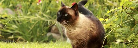Origins, colors, price, health issues, nutrition. Siamese Cat Mix - Best Cat Wallpaper