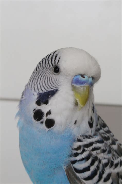 Pin By Jessica Ramey Gillam On Parakeet Love Pet Birds Budgies
