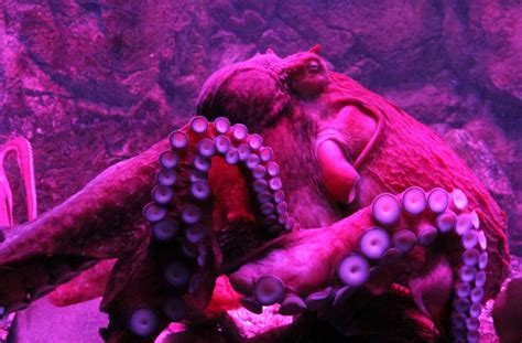 Colorful Octopus Stock Photos Pictures And Royalty Free Images Istock