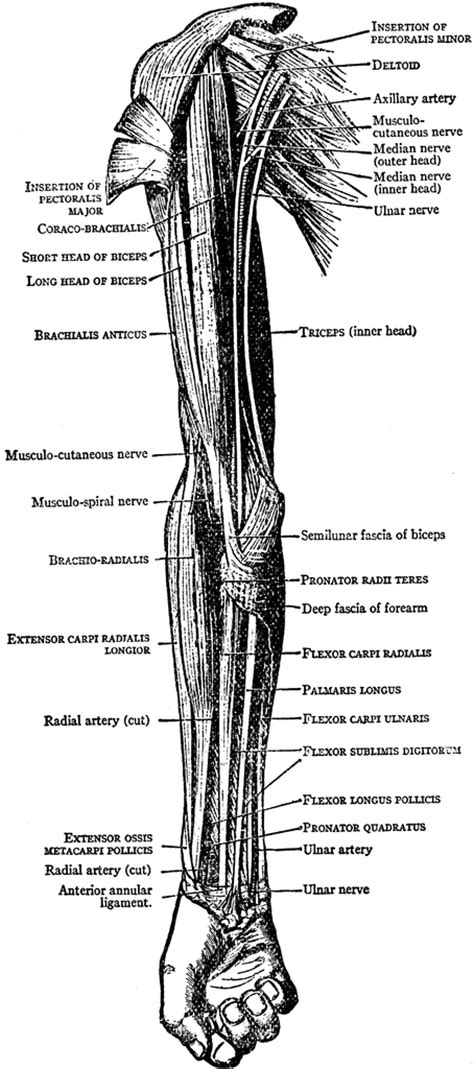 A very slight change in the length of the biceps causes a much larger movement of the forearm and hand, but the force applied by the biceps. muscles of the arm and forearm labeled - ModernHeal.com