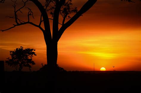 Free Images Tree Horizon Silhouette Sun Sunrise Sunset Warm