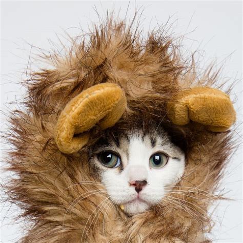 Cat Halloween Costumes The Cutest Pet Costumes Cool Stuff For Cats