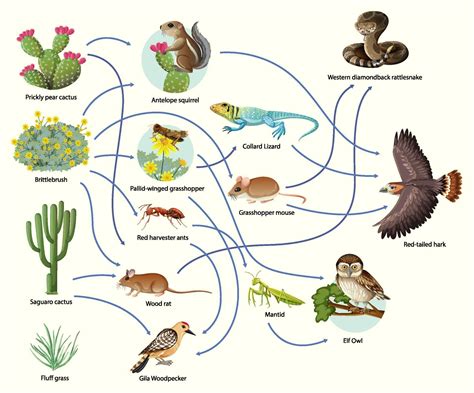 Diagram Showing Animal Food Chain On White Background 2764065 Vector
