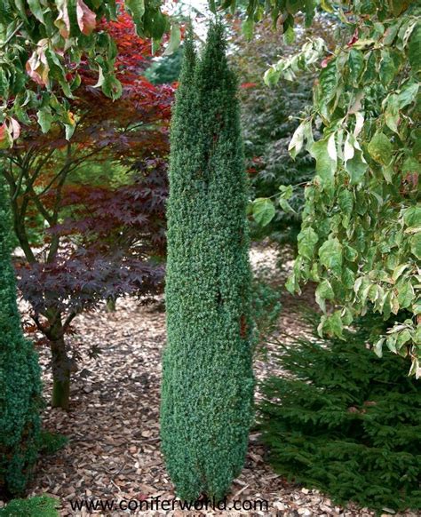 Dwarf Columnar Evergreen Shrubs Juniperus Communis Suecica Nana A