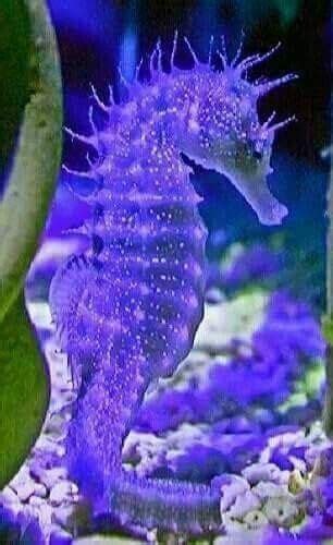 A Purple Sea Horse Is In An Aquarium