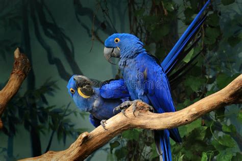 Pair Of Blue Parrots Hyacinth Macaw Stock Photo Image Of Imitate