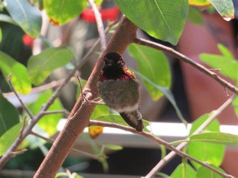 Annas Hummingbird Zoochat