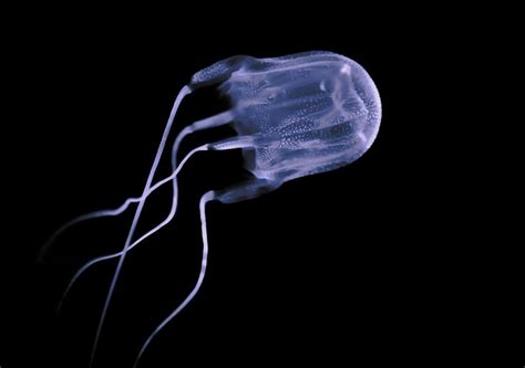 Australian Box Jellyfish Antidote For The Worlds