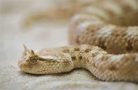 3840x2507 Animal Close Up Horned Viper Reptile Snake 4k Wallpaper