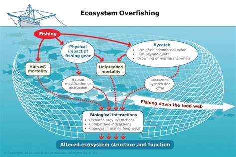 Ecosystem Overfishing — Science Learning Hub