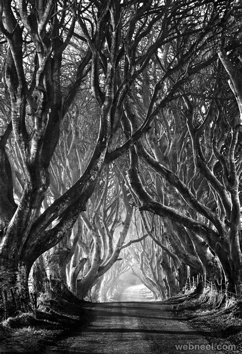 Tree Black And White Photography By Stephen Emerson 2