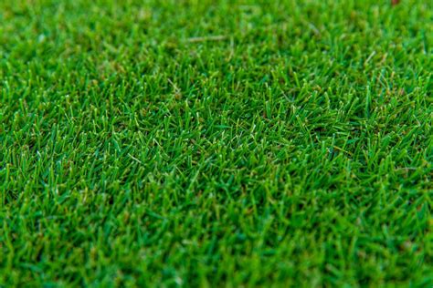 Tiftuf Bermuda Shade And Drought Tolerant Bermuda Grass