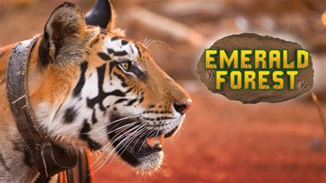 Epic Original Celebrates The Return Of Tigers In Panna National Park