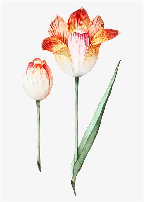 Tulip In Vintage Style Download Free Vectors Clipart Graphics