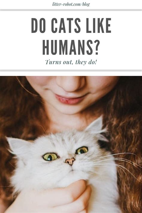 However, cats pant far less than dogs, and panting in cats may be an indication of an internal problem. Do Cats Like Humans? Turns Out, They Do | Cat parenting ...