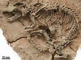 Pictures of Pictures Of A Dinosaur Fossil