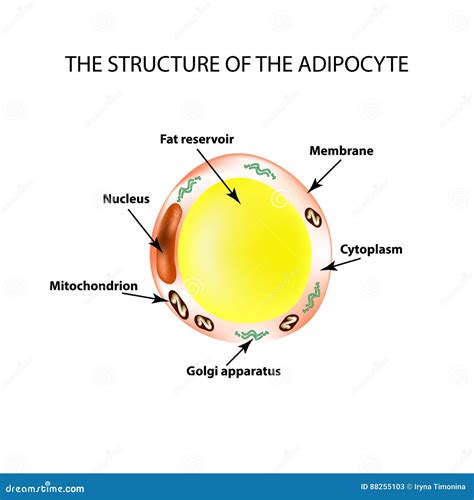 The Anatomical Structure Of The Fat Cells Adipocyte Infographics
