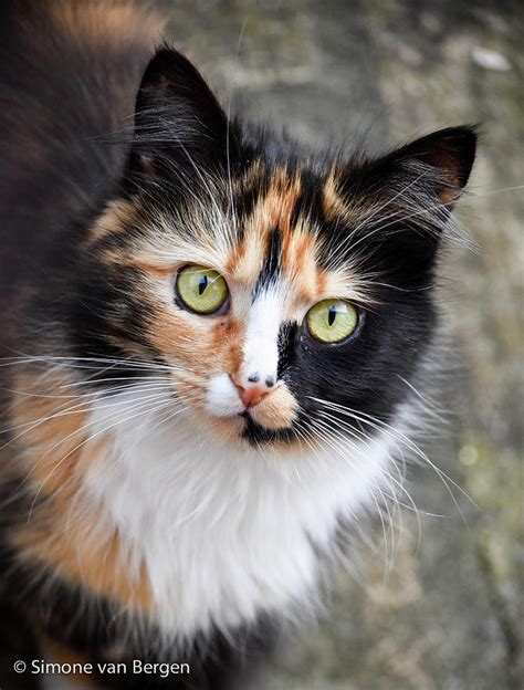 Calico Cat Photograph By Simone Van Bergen