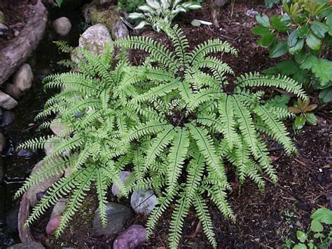 Pacific Maidenhair How To Grow And Care For Hardy Maidenhair Ferns