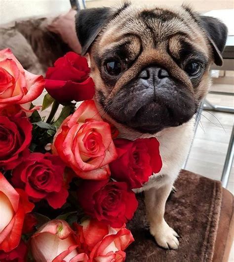 These 14 Pictures Of Pugs With Flowers Will Make You Smile Page 2 Of