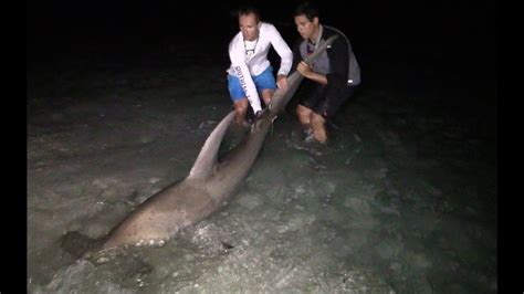 Giant Hammerhead Shark Caught From The Beach Youtube