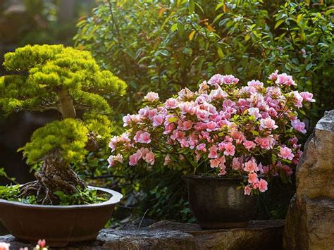 45 Best Shrubs For Containers For Every Outdoor Setting 2023