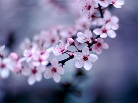 Cherry Blossom Wallpaper 1600x1200 42424