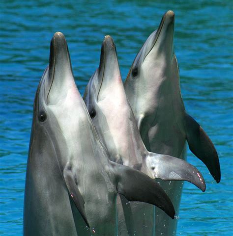♥ Dolphins ♥ Dolphins Wallpaper 10346714 Fanpop
