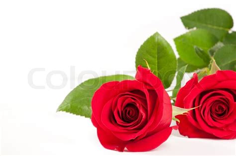 Two Red Roses Isolated On A White Stock Photo Colourbox