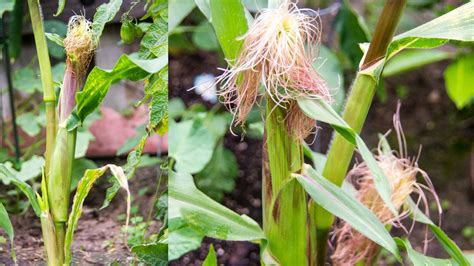 Just be sure that you give the plant the light. Growing Sweet Corn In Containers - A Complete Guide To ...
