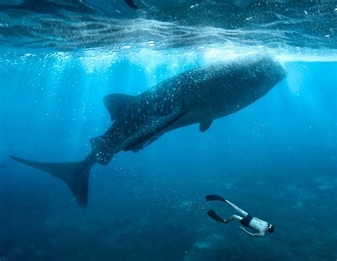The Best Places To Swim With Whale Sharks Lonely Planet