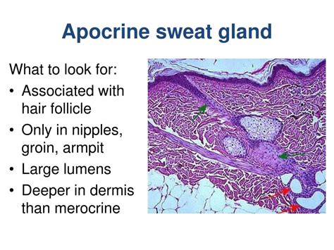 Apocrine Glands Which Begin To Function At Puberty