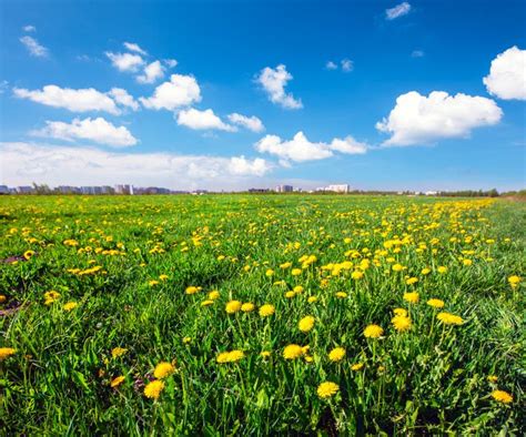 Yellow Flowers Field Under Blue Cloudy Sky Stock Photo Image Of Blue