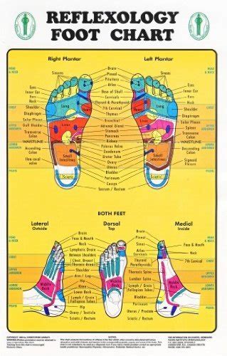 Reflexology Foot Chart Reflexology Zones Marked 1 Laminated Chart 8 X 11 Pressure Point Arts