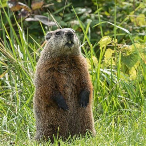 Woodchucks are messy eaters that often trample the tomato plant in the process of eating the tomatoes. What Do Groundhogs Eat? Not What You Thought