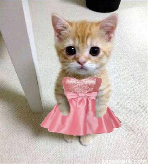 Funny Cute Cats Cute Funny Animals Kitten Dress Foto Meme Cat