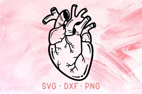 Anatomical Heart Svg Dxf Png Cricut Cut File Real Human Heart Etsy