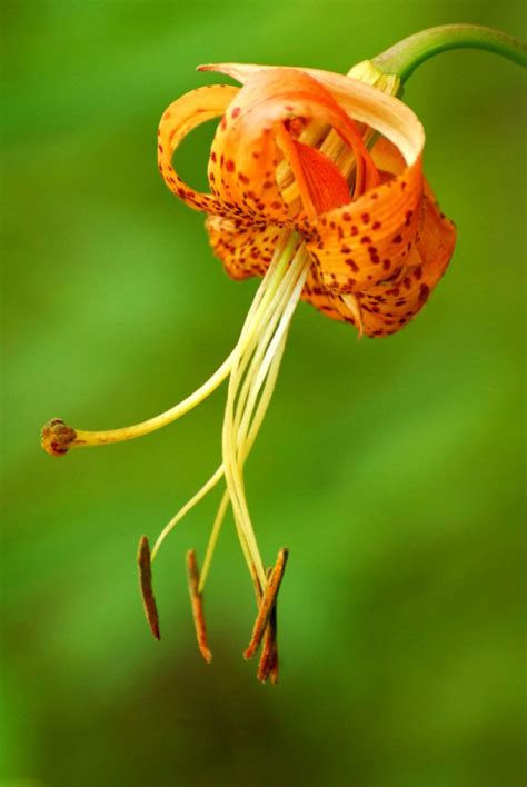 North Carolina State Wildflower Issac Tubbs