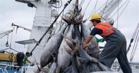Pesca Comercial Grandes Cantidades Y Controversias