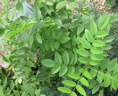 Medicinal Herbs Quiz To Test Identification And Recognition