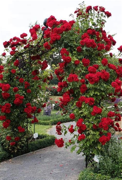 Tips On Planting Climbing Roses On A Rose Trellis My Garden