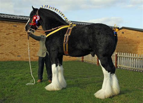 Clydesdale Horse Conformation Pinterest