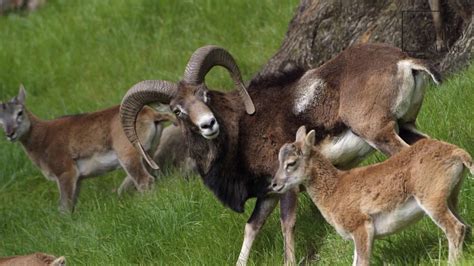 Interesting Facts About Mouflon By Weird Square Youtube