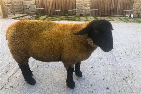 1 Suffolk Breeding Lamb Ram Sellmylivestock The Online Livestock